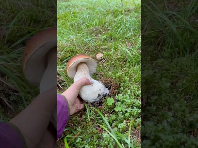Mushroom fairy tale ‍🟫