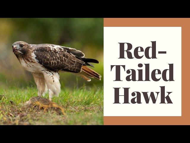 All About The Red Tailed Hawk