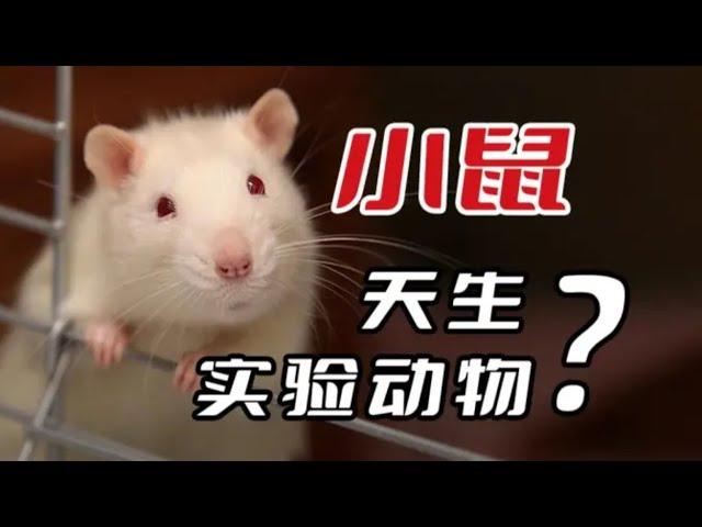 【科学史】鼠鼠我啊～怎么就成实验动物了呢？