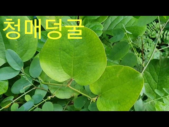 산야초 공부----)공부는 이렇게00055