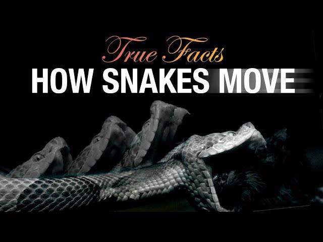 True Facts: How Snakes Move