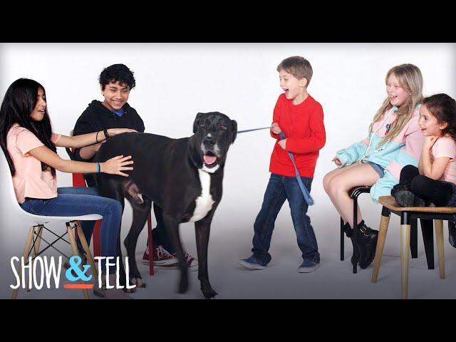 Show & Tell Pets | Show And Tell | HiHo Kids