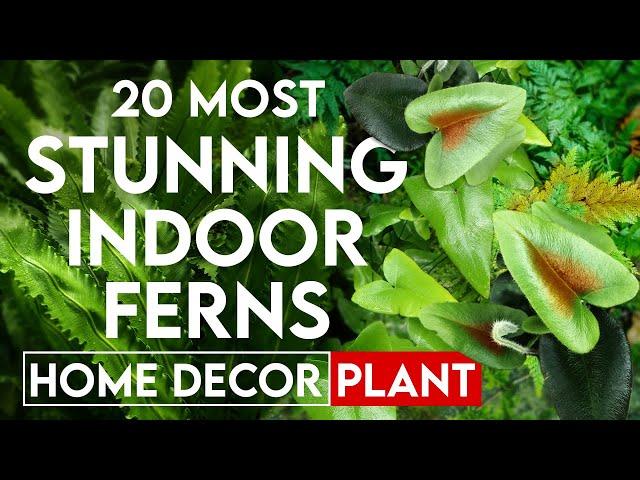 20 most stunning ferns to grow indoors | beautiful indoor ferns | best indoor plants for home