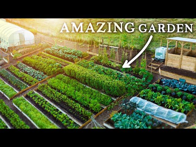 Spectacular NO DIG Garden Growing Food Abundance on a Hill!