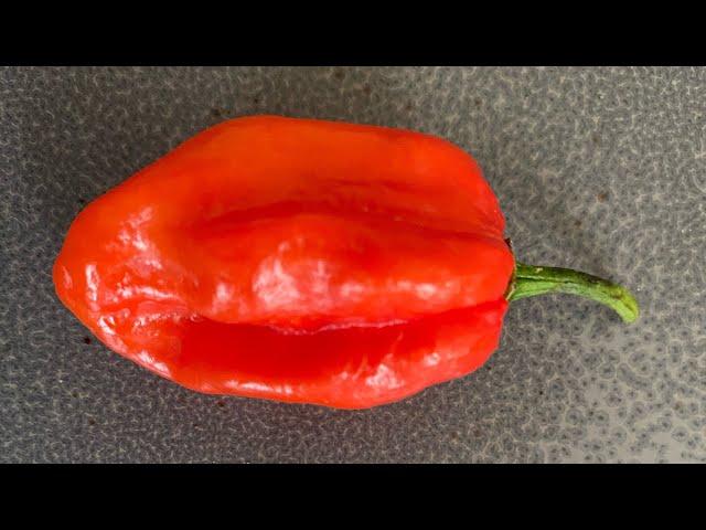 Caribbean Red Habanero Tasting and Review
