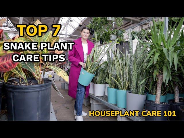 Top 7 Snake Plant Care Tips - Watering, Repotting, Soil, Fertilizing & More - Houseplant Care 101