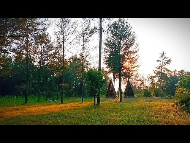 Pine Forest Peaceful Atmosphere Wildlife Sounds, Bird Chirping, Crickets Sounds Original Nature