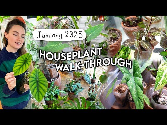 2025 Houseplant Collection Walk-Through 🪴 January Plant Updates!