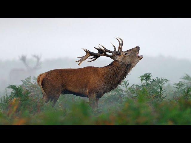 Redstag roar - Roaring redstags - Brølende kronhjort! 4K Quality