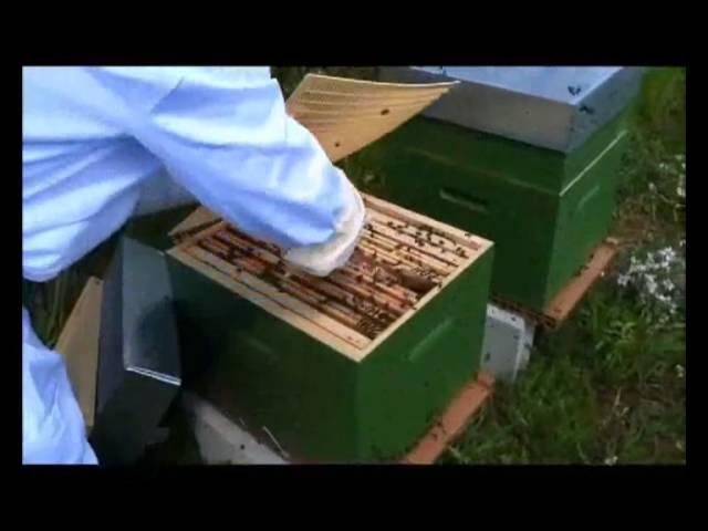 Разделительная решетка Никот (пчеловодство УкрБи)
