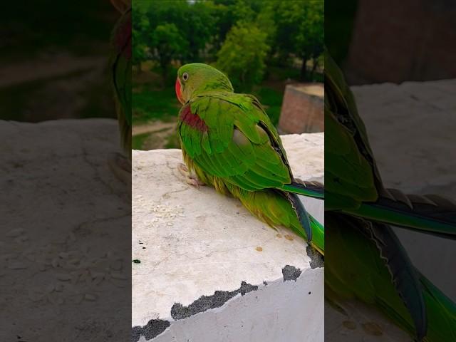 Mojo parrot young filling, #yoingparrot #greenplants #morningtimebeautifulview