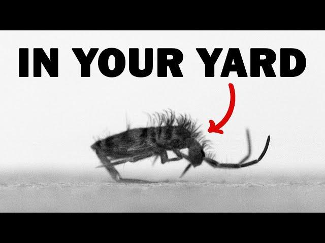 The Extremely Fast Animals in Your Yard - Springtails