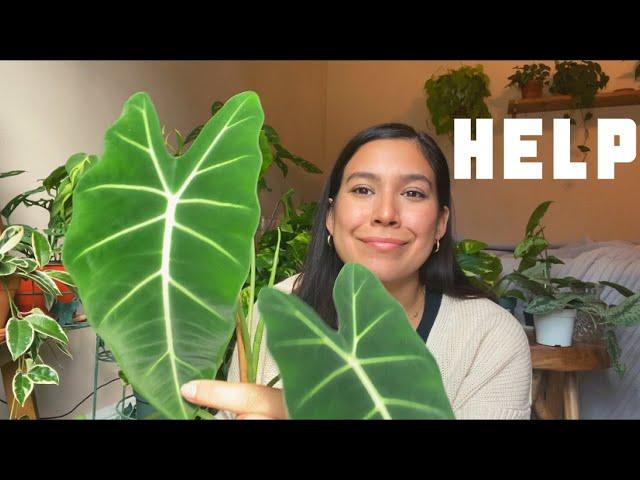 Houseplant Problems | Plants I’m Currently Struggling With