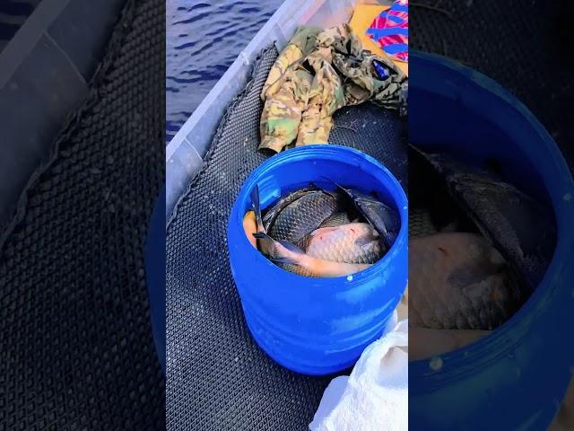 новый вид ловли крупной рыбы #рыбалка #рыбалканаозере #природа #отдых #fishing #shorts