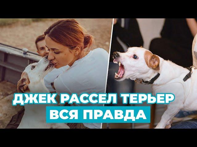 ПОЛНЫЙ ОБЗОР породы Джек Рассел Терьера - ВСЯ ПРАВДА о недостатках и достоинствах!!!