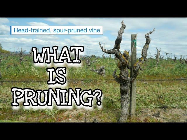 What is pruning?