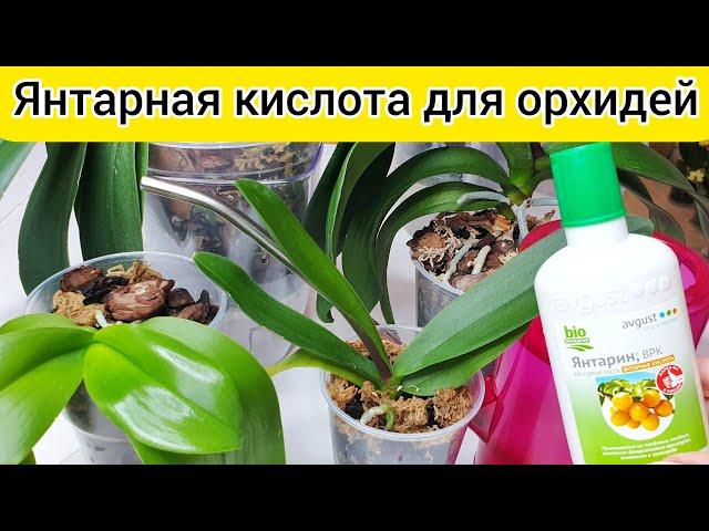 ЯНТАРНАЯ КИСЛОТА для роста корней и листьев ОРХИДЕЙ