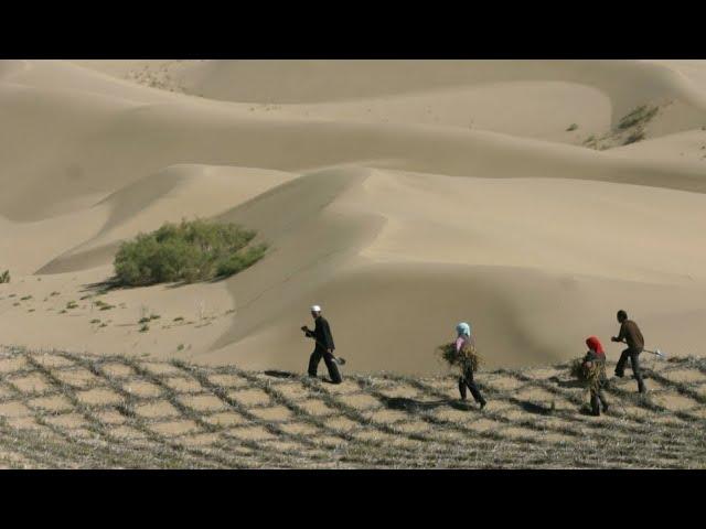 Китайская пустыня превратилась в оазис после 70 лет озеленения⁠⁠
