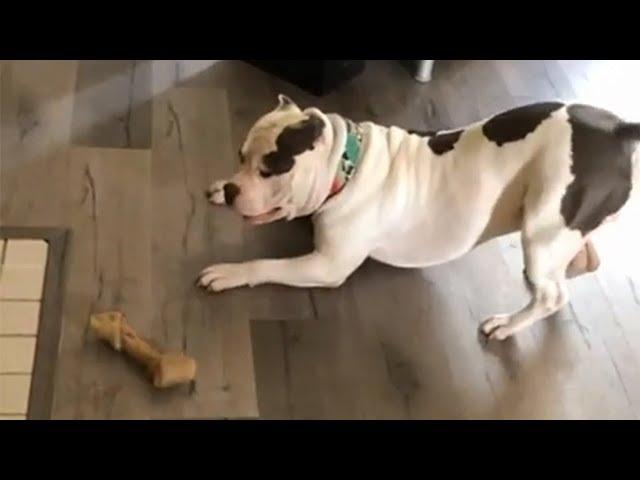 Dog Does Happy Dance After Receiving Bone Treat