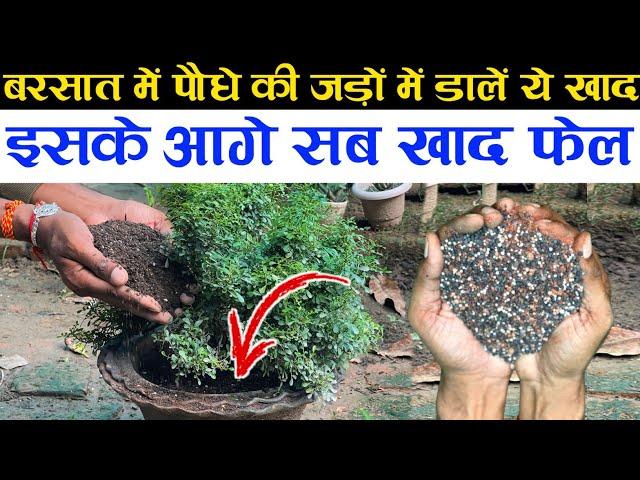 बरसात में पौधे की जड़ों में डालें ये खाद | इसके आगे सब खाद फेल | Rainy Season Fertilizer For Plants