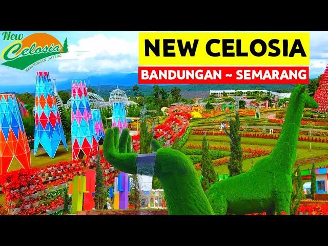  CELOSIA BANDUNGAN TERBARU‼️