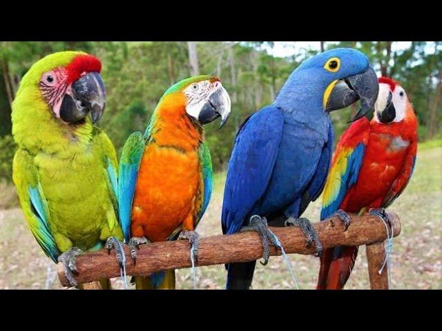 8 Most Beautiful Macaws on Planet  Earth