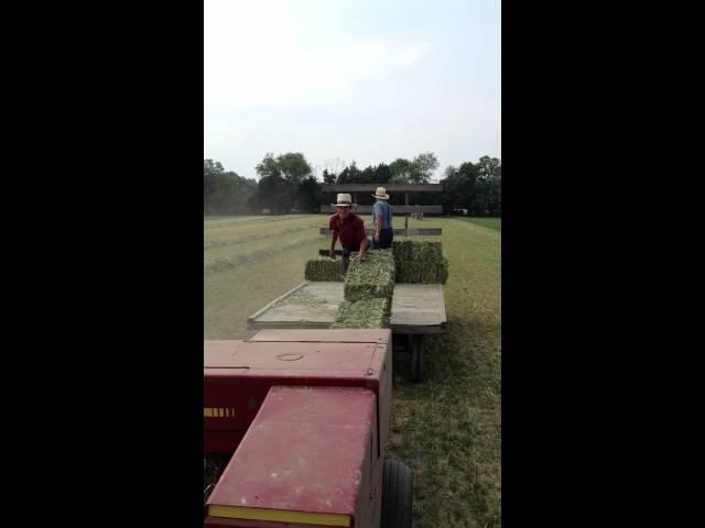 Baling oats and alfalfa Ford 6600 and NH316