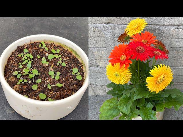 How to breed Gerbera jamesonii flowers with 3 colors on 1 plant