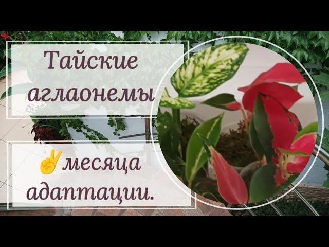 Тайские аглаонемы. Как идет адаптация?Пересадка в грунт 🪴