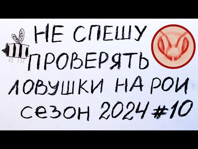 Ловушки на рои. Доразвесить скрутки сезона 2024. Поиск ловчих мест и ловчих деревьев. Видео #10