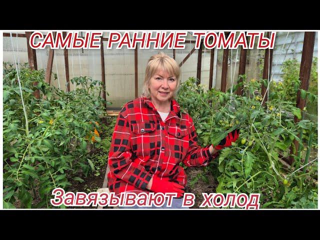 Зачем высадила в холод ТОМАТЫ и ПЕРЕЦ Заморозки каждый день.САМЫЕ ВЫНОСЛИВЫЕ сорта