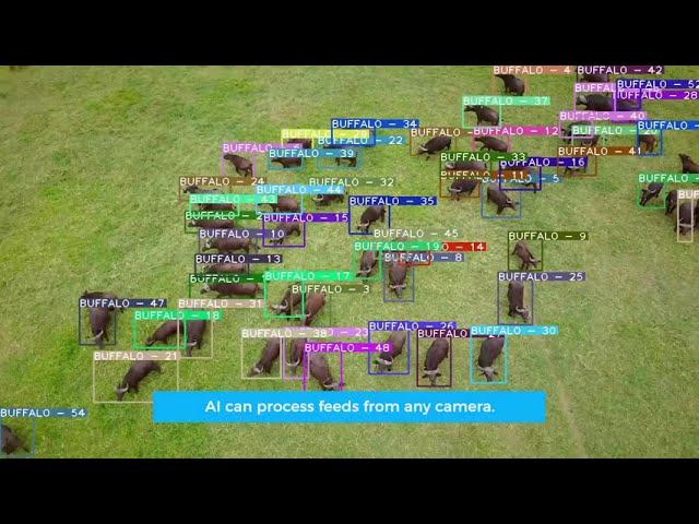 Drone AI | Counting Animals With Computer Vision | Object Detection AI Models | Chooch