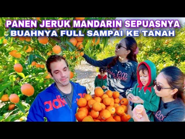 PANEN JERUK MANDARIN SEPUASNYA.. BERUNTUNG PUNYA TETANGGA BAIK DI SPANYOL