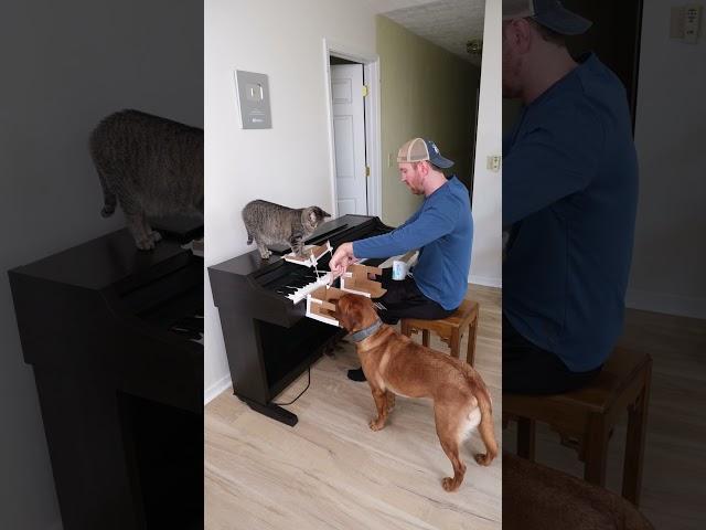 Playing Beethoven with my Cat and Dog