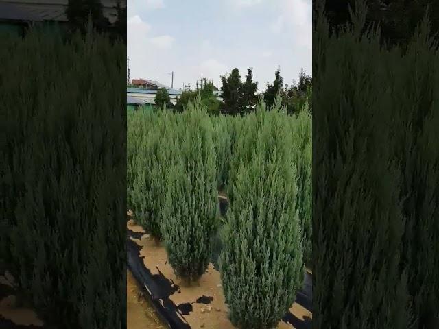 조경수 문그로우묘목판매  에메랄드그린묘목 대승묘목농원