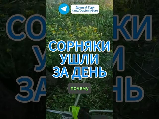 Сорняки уйдут за ДЕНЬ! #сорняк #грядки #огород #дача #рецепт #садоводство #овощи #природа