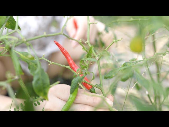 How to pick peppers that are not spicy | flowers in my garden