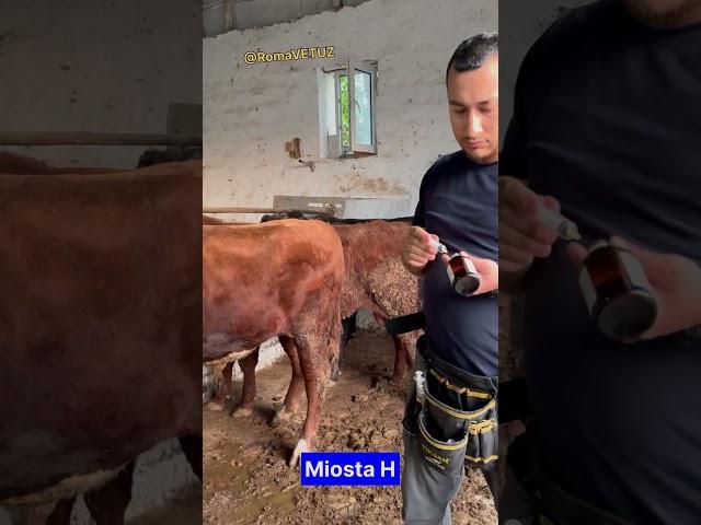 Укол #ot #animals #chorva #cow #edilbay #farming #от #romavetuz #trending #tiktok