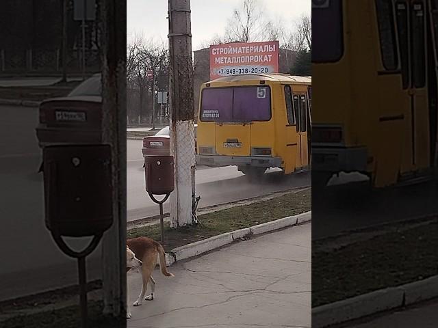 Автобус ПАЗ-4234 с маршрутом 5 у866ах 180 #пазик #автобус
