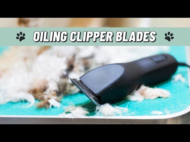 An Easy Way to Oil Clipper Blades