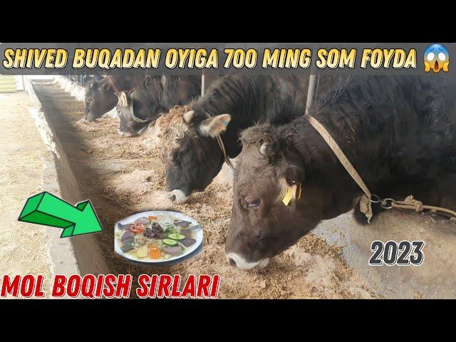 Uy Sharoitida Buqa Boqish Sirlari 2023