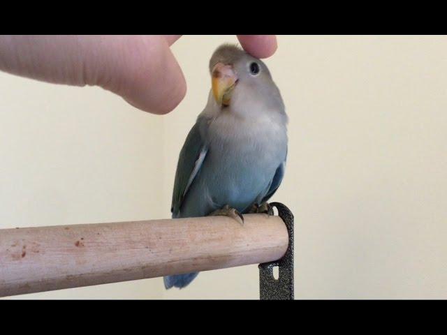 How to hand tame a lovebird in 5 days