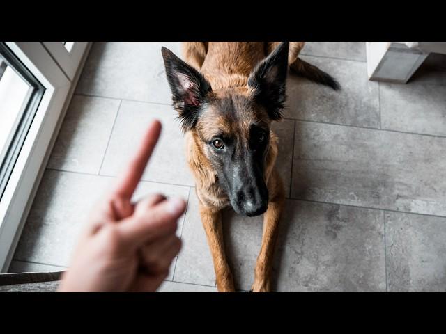 Malinois Training | 20 Tricks in 2 Minutes