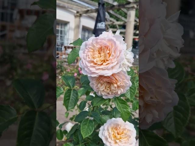 Emily Bronte David Austin Rose #davidaustinroses #gardentips #rose #england
