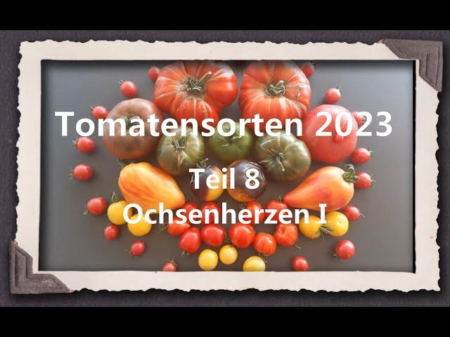 Tomatensorten 2023 Teil 8 - Ochsenherzen I