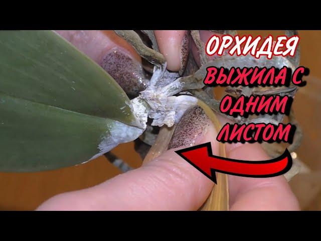  ГНИЛЬ ужасная ПОРАЗИЛА ОРХИДЕЮ. Победа!!!  Вся хронология за ГОД В ОДНОМ ВИДЕО.