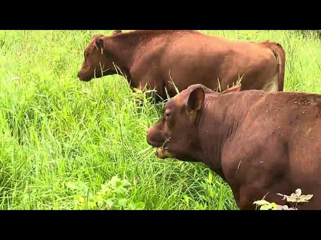 Greg Judy is pleased with the recent rains and abundant growth of fresh forage.