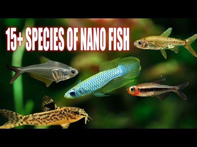 MICRO MARVELS: 15 Nano Fish that Rule the Miniature Seas