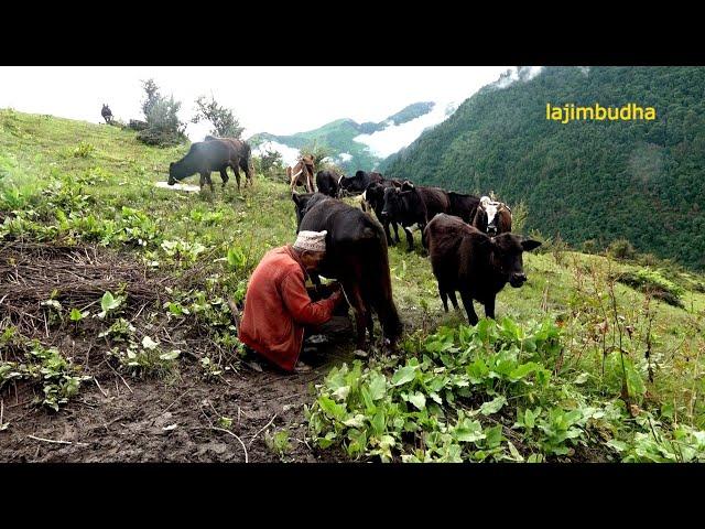 the pastoral life || chapter-33 || Nepal|| lajimbudha ||