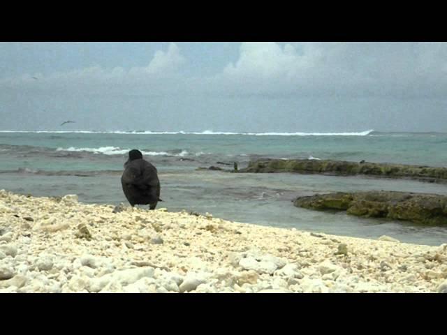 Short-tailed albatross video from Midway Atoll NWR June 13 2011 J Klavitter USFWS